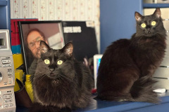 gatos_15