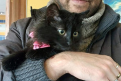 jose_manuel_gatos_15